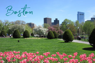 Pink tulips in Boston Public Garden on a blue sky day.