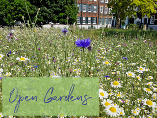 Inspiration from London’s Open Gardens 2023
